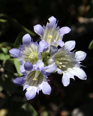Gentiana affinis ovata
