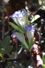 Gentiana affinis ovata