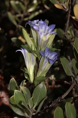Gentiana affinis ovata
