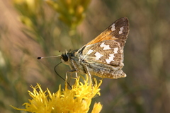 Hesperia juba