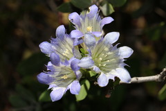 Gentiana affinis ovata