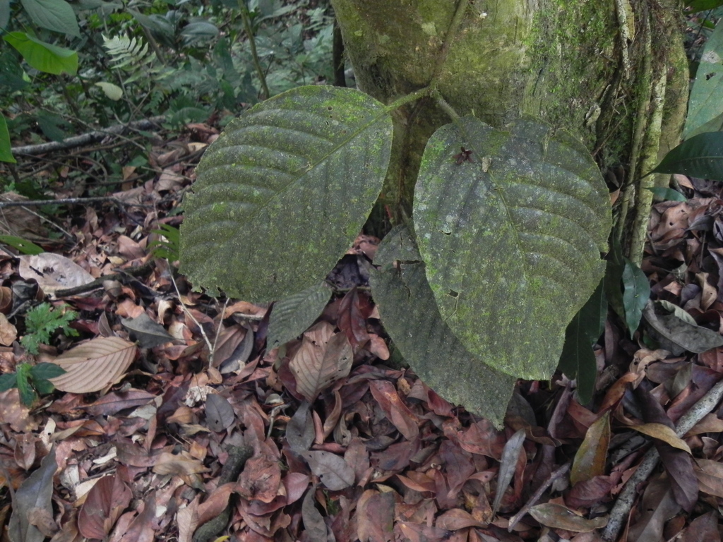 Malanea erecta