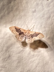 Idaea occidentaria