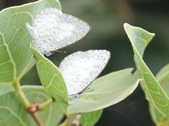 Spalgis lemolea lemolea