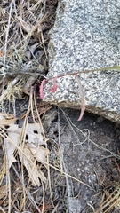 Malacothrix floccifera