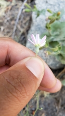 Malacothrix floccifera