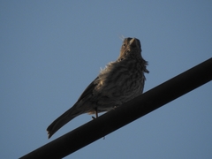 Haemorhous mexicanus