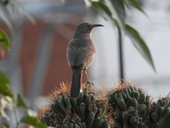 Toxostoma curvirostre