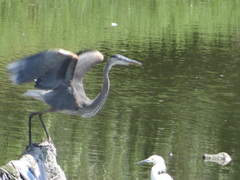 Ardea herodias
