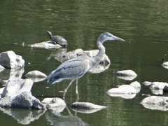 Ardea herodias