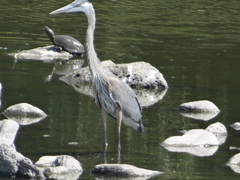 Ardea herodias