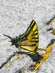 Papilio multicaudata