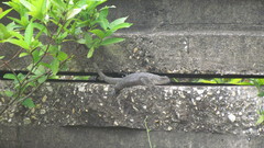 Ctenosaura acanthura