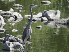 Ardea herodias