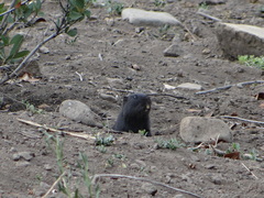 Spalacopus cyanus