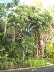 Buckinghamia celsissima