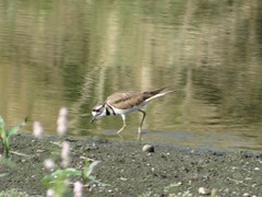 Charadrius vociferus