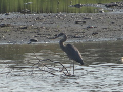 Ardea herodias