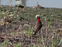 Pyrocephalus rubinus