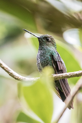 Haplophaedia aureliae