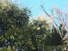 Buckinghamia celsissima