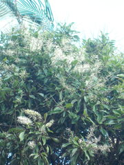 Buckinghamia celsissima