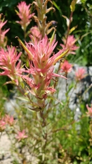 Castilleja miniata miniata
