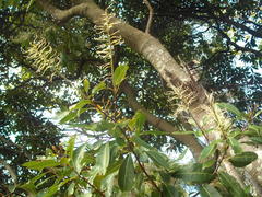 Buckinghamia celsissima