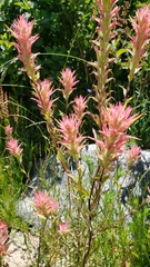 Castilleja miniata miniata