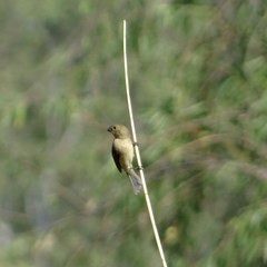 Sporophila torqueola