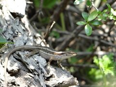 Liolaemus schroederi