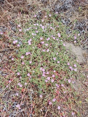 Clarkia prostrata