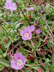 Clarkia prostrata