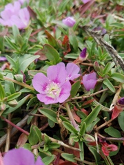 Clarkia prostrata