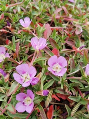 Clarkia prostrata