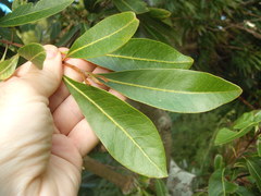 Buckinghamia celsissima