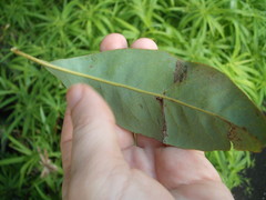 Buckinghamia celsissima