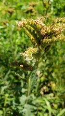 Phacelia procera
