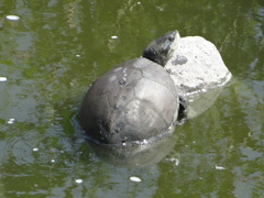 Kinosternon integrum