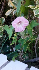Calystegia pellita