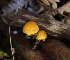 Pleuroflammula praestans