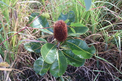 Banksia robur