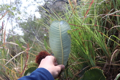 Banksia robur