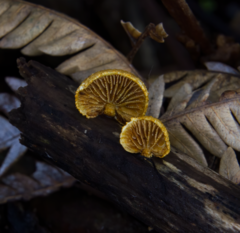 Pleuroflammula praestans