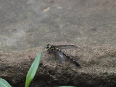 Microgomphus souteri