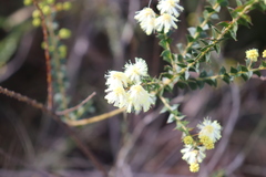 Acacia hubbardiana