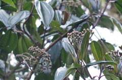 Miconieae