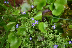 Houstonia caerulea