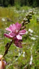 Sidalcea oregana oregana