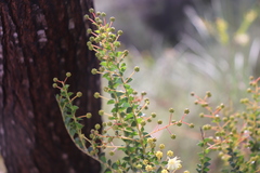 Acacia hubbardiana